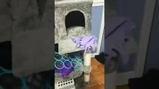 I bought my rats a giant cat tree