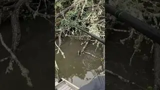 Punching for winter 🥶 Bass in Thick Brush 🌳
