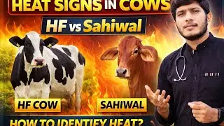 What are Estrus signs & Symptoms? | How to identify heat signs in cows? 
