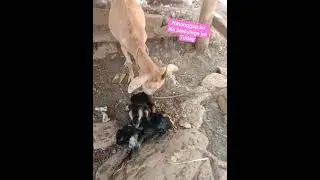 blessings natanggap ko today #animals #lovers #goat #watcher @watchertv4832