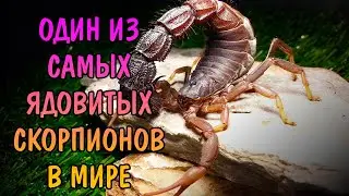 ОДИН ИЗ САМЫХ ЯДОВИТЫХ СКОРПИОНОВ В МИРЕ. Толстохвостый скорпион.  Androctonus crassicauda