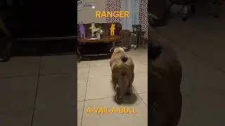 NIGHT RANGER! A healthy AKC Registered Bulldog priced right for his new home.  903.440.0553