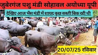 आज मण्डी में अच्छी भैंस सस्ती बिक रही थी,जुबेरगंज पशु मंडी सोहावल अयोध्या यूपी।
