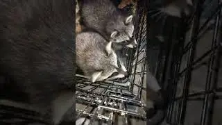 енот