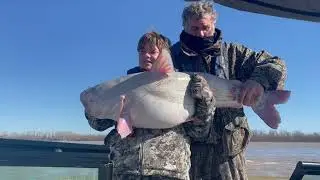 Blue Cat Guide Service 60 Pound Mississippi River Blue Cat