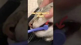 Wiggly baby tooth while brushing teeth #Cute #Cat #Brushing teeth #Wiggly baby tooth