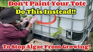 The Brilliant Algae Solution For IBC Totes!