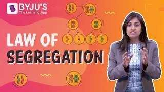 Law of segregation law of dominance -  Laws of Inheritance
