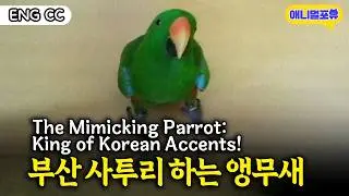 사투리 억양 기가 막히는 부산 앵무새ㅋㅋㅋㅣKBS 주주클럽 080907 방송