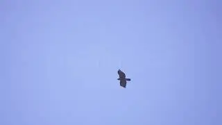 Stock Video - Golden Eagle gliding against a blue sky in Utah