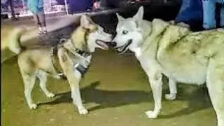 Husky Getting On Wolf Dogs Nerves At Dog Park