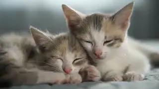 Kedinizin Stresini Azaltan Frekans | Derin Uyku ve Rahatlama Müziği  (Cat Calming Music)