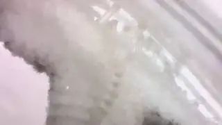 Locomotion in Aquilonastra Doranae, micro starfish