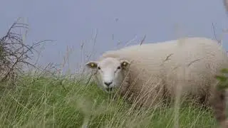 Fyns Hoved