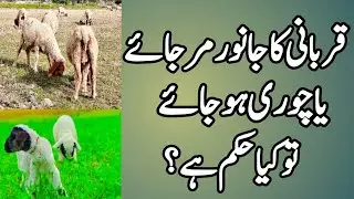Kisi ka janwar Qurbani say pehle Mar jay III Kisi ka janwar chori ho jay