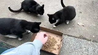 Earning their trust, one meal at a time | 3 Feral Kittens 🥣🐈‍⬛🤍