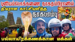 பல்லாயிரக்கணக்கான மக்கள் | புளியம்பொக்கணை நாகதம்பிரானில் திடீரான காட்சியளித்த நாகபாம்பு