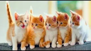 Let's get to know each other. #cat #catvideos #kindcat #kitten 