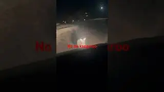 Baby kangaroo run wrong way nearly hit my car