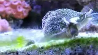 reef