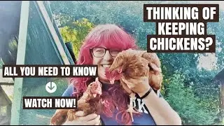 How to keep chickens