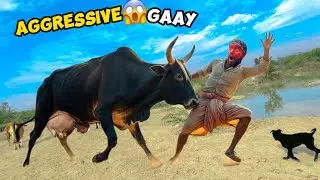 Aggressive Gay Lene Gaye Mar Diya 😱 Live Milking 🐄