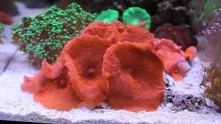 Discosomi rossi super red fluo Acquario marino Askoll 44 litri