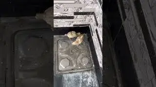 Chicks symbolise resilience & growth reminding us of the potential for positive change & fresh start