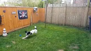 How to keep a puppy busy
