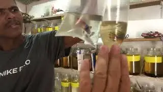 Visita na estufa mas amada do Brasil  @aquamund6972 e Aquaventura junto e misturado