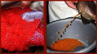 Shocking Salmon Egg Harvesting Methods | Amazing Fish Egg Fertilization Technology