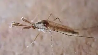 Culicine Mosquitoes, Subfamily Culicinae