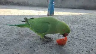 Parrot Food List Part 1 || Parro Healthy