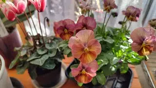 室内にある花