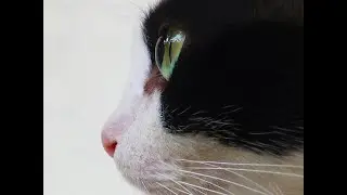 Unlocking the Secrets of Cat Behavior: Why Your Feline Friend's Eyes Say It All!