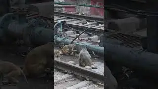 в Индии Том мог стать обезьяной #india #railway #railwaystation #mouse #monkey