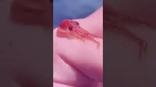 #animal actions #sea animal action on my hand|#shorts|#