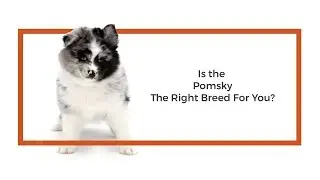 Everything you need to know about Pomsky puppies! (2019)