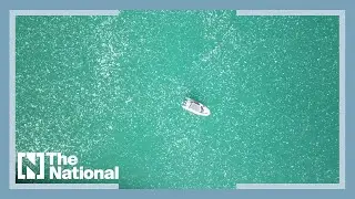 Huge swarms of jellyfish reported on Israel's coast