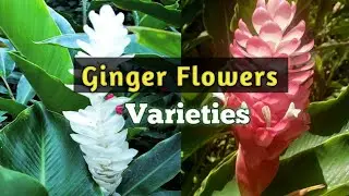Ginger Plant Flowers Varieties Species  ( Tropical Garden )
