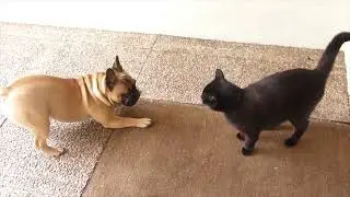 chat et chien, qui va l'emport&eacute; dans cette bagarre