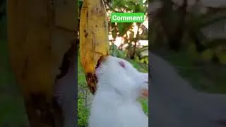 #eating banana#cute bunny eating#eating sound#shortsvideo
