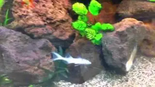 Polynemus multifilis