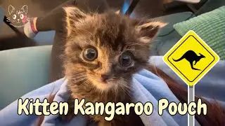 Tiny Kitten Loves Being Carried in My Hoodie | Goosie McMoosie 🪿