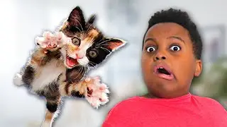 FUNNY CAT SKITS 😺