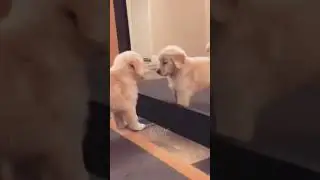 Best Of😍Whimsical Pets Life😂2023 - Part 10 #shorts