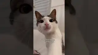 How Luna meows