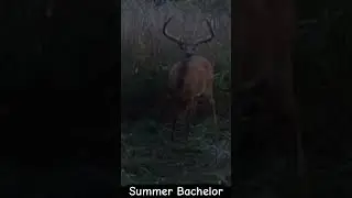 Public  land monster, never got a shot at him! #whitetailbuck #hunting #bowhunter #deer