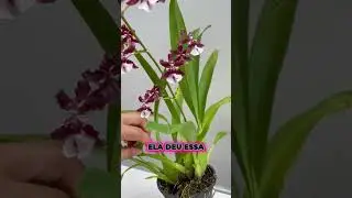Oncidium Sharry Baby 🍫 A Orqu&iacute;dea com Cheiro de Chocolate!