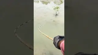eel fishing